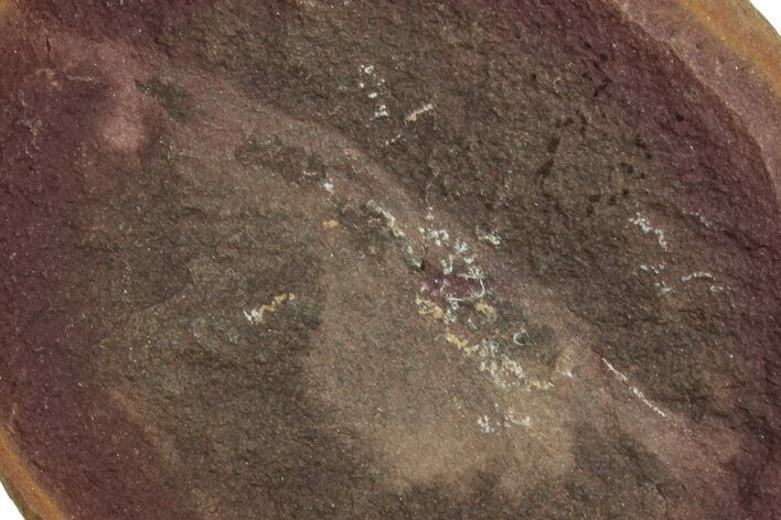 Fossil Shrimp (Peachocaris) Nodule Pos/Neg - Illinois #262952